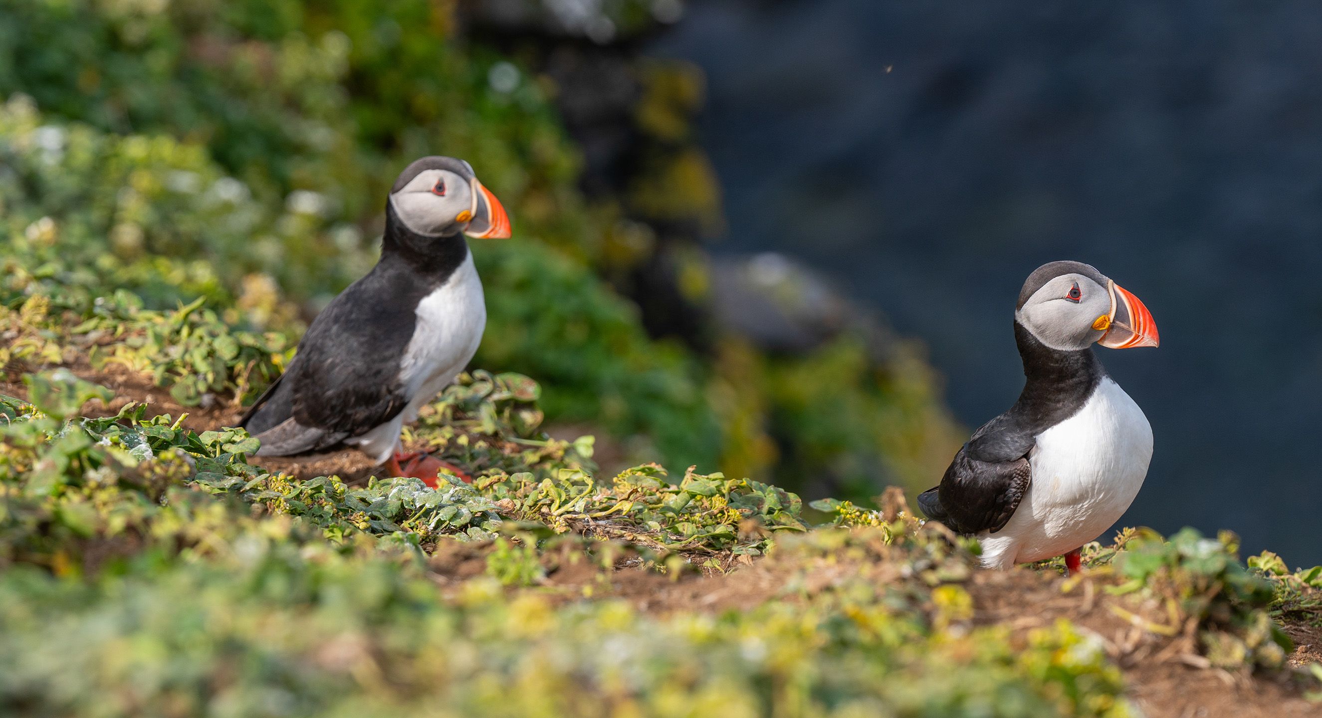 Puffins in Iceland