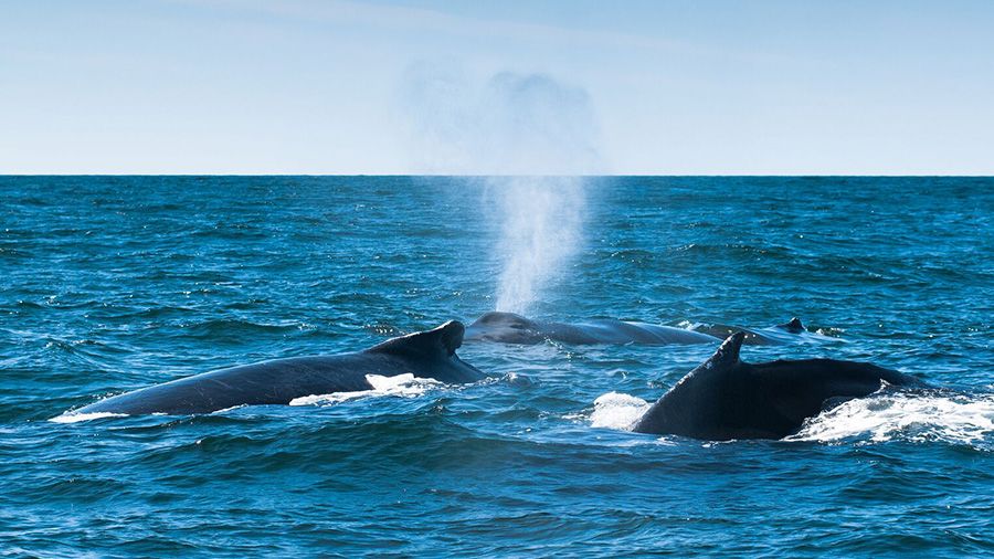 Whale watch in the Bay of Fundy