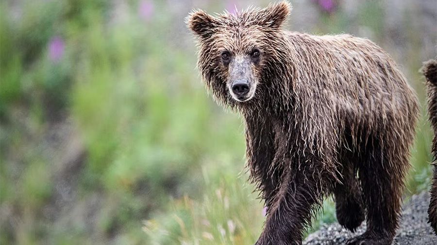 Birds, Bears and Barnacles