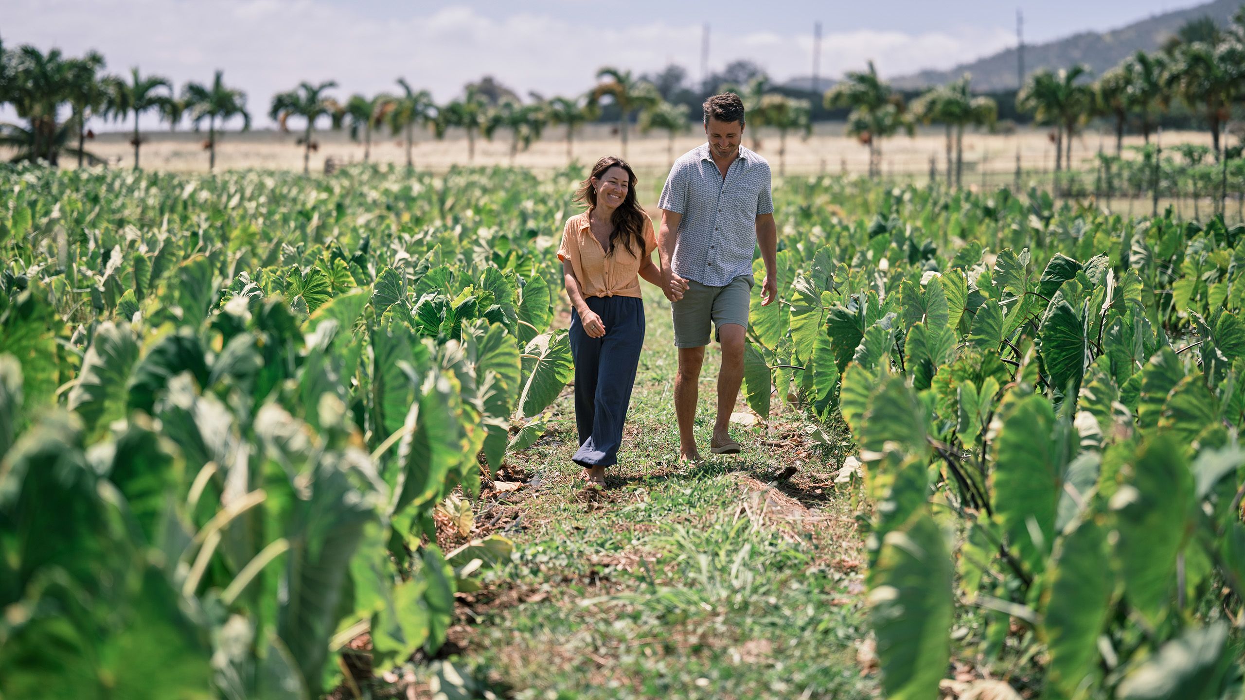 Coffee plantation in Hawaii