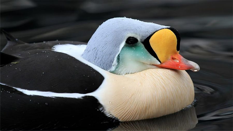 Discover the Birds of Hoonah