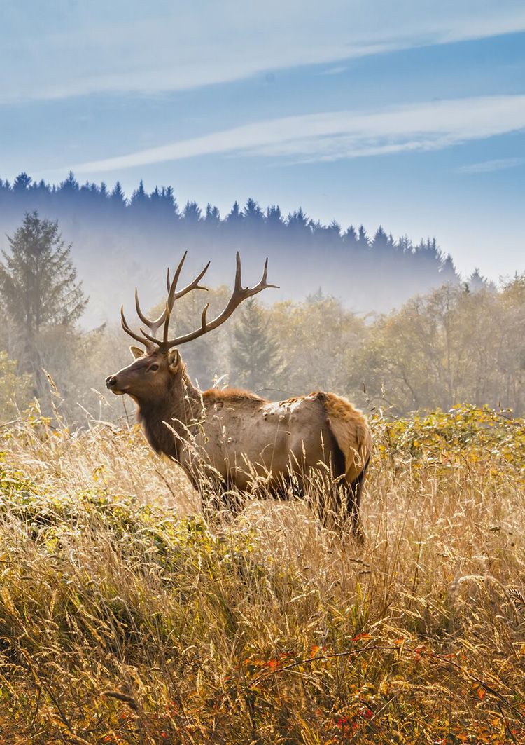 Elk in Yosemite National Park