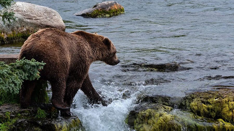 Eagle Preserve Rafting and Wildlife Quest