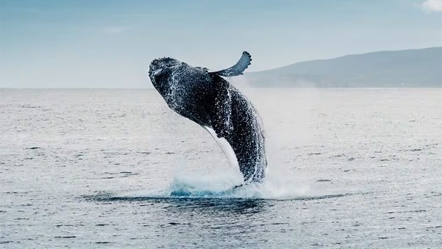 Whales and Wildlife Cruise from the Cabin