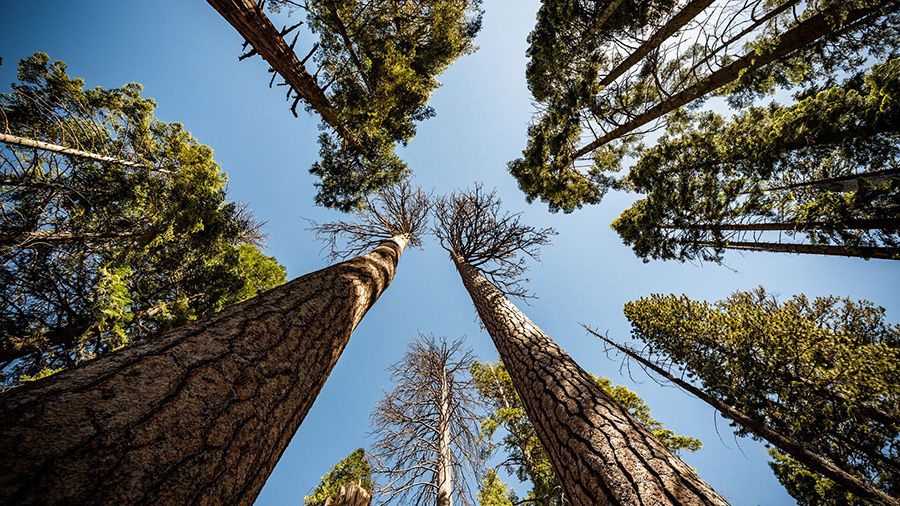Yosemite National Park