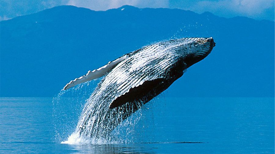Whales and Wildlife Cruise