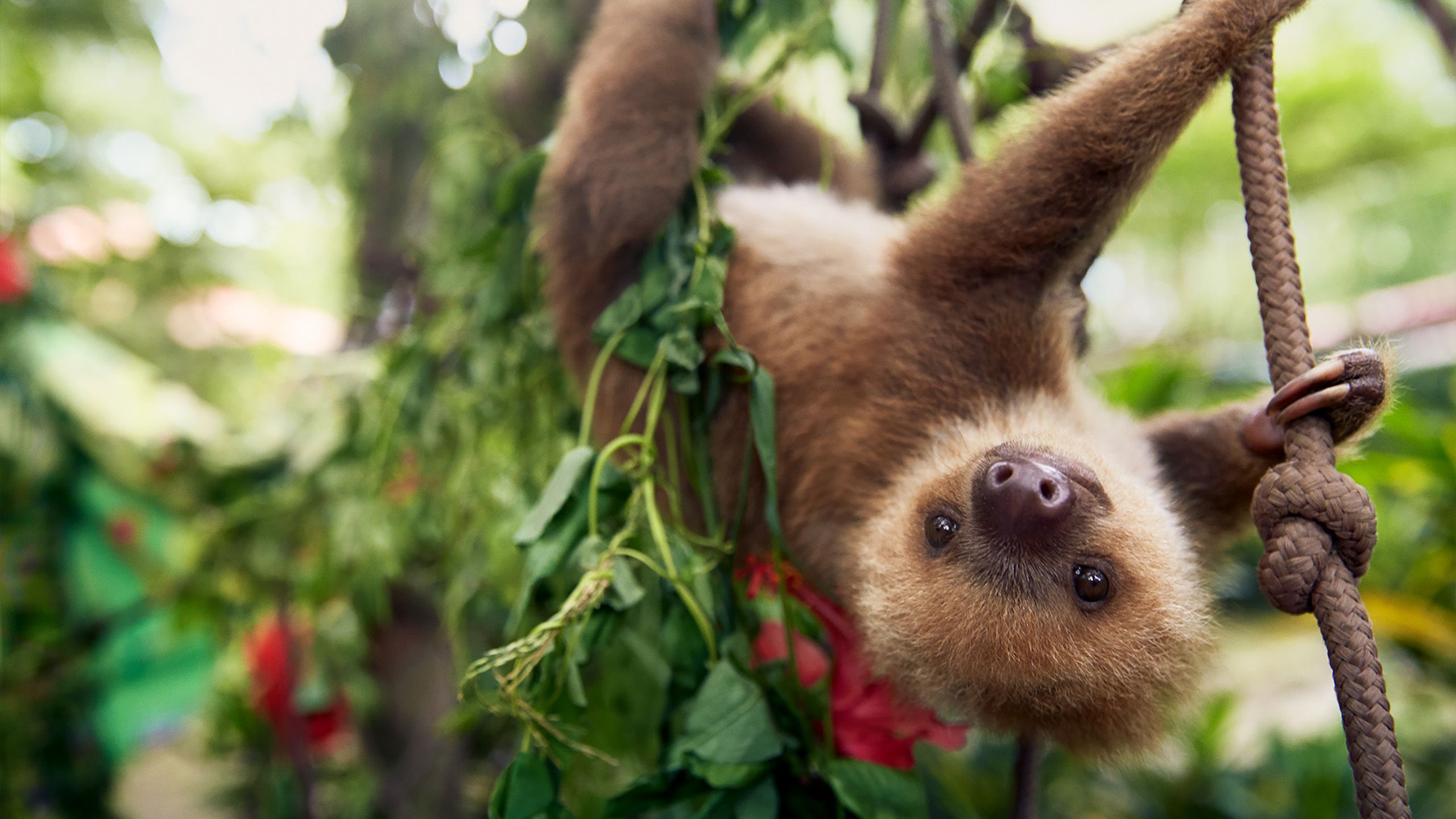 Panama Canal wildlife