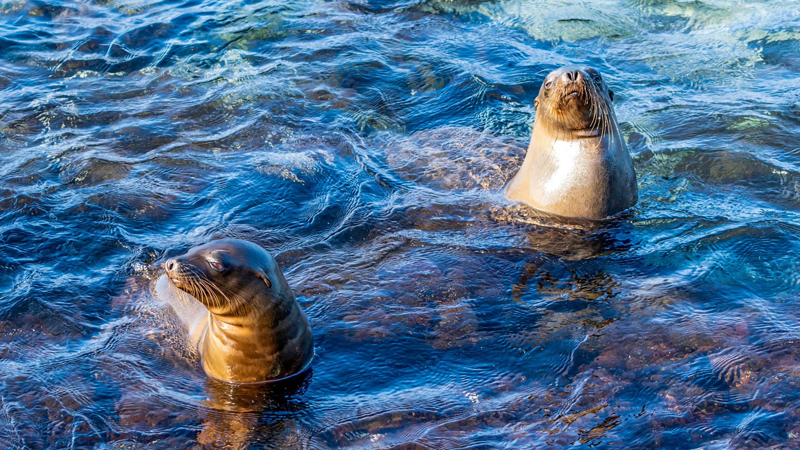 Sea lions on the Galapagos Islands