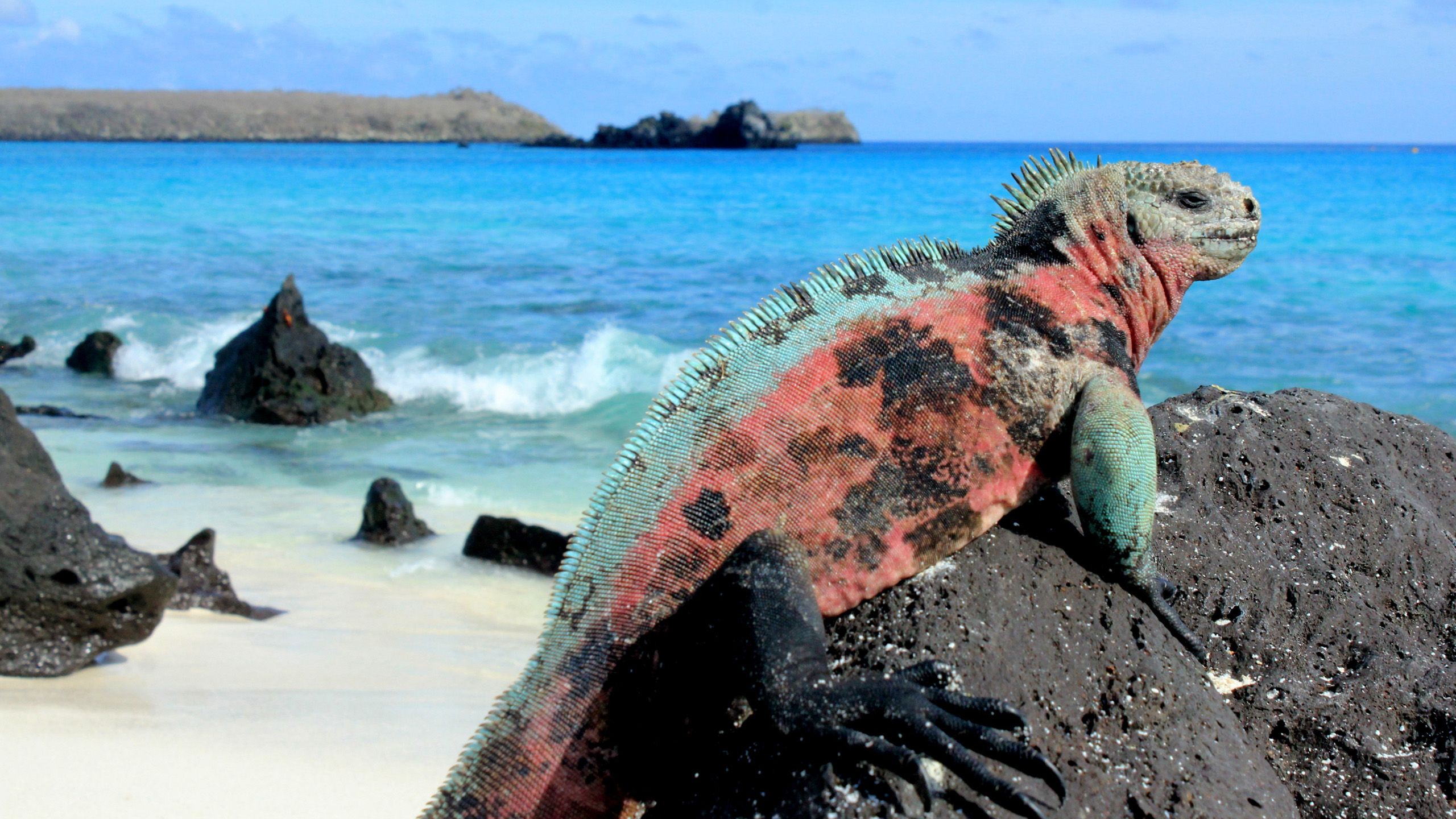 Iguana on the Galapagos Islands